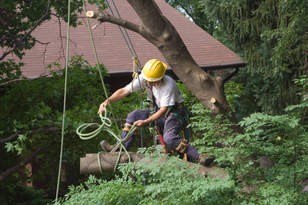 How Our Tree Care Process Works  in  Clear Lake, WI